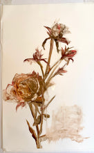 Load image into Gallery viewer, Botanical Series #1
