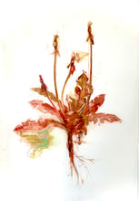 Load image into Gallery viewer, Botanical Series #1
